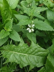 Lamium album