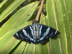 Jemadia