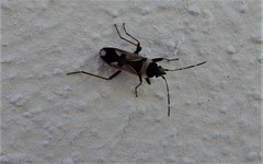 Raglius confusus