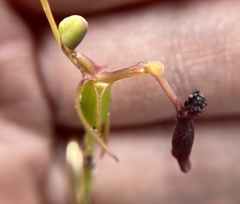 Drakaea thynniphila