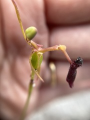 Drakaea thynniphila
