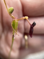 Drakaea thynniphila