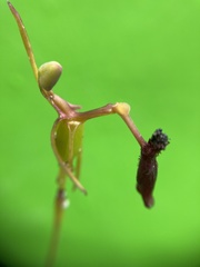 Drakaea thynniphila