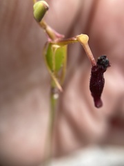 Drakaea thynniphila