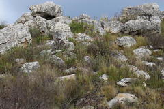 Indigofera cytisoides