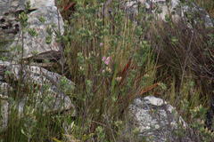 Indigofera cytisoides