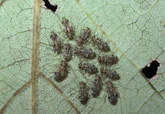 Teliapsocus conterminus