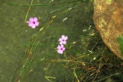 Oxalis livida altior
