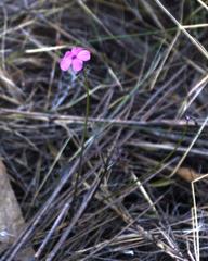Oxalis livida altior