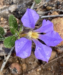 Scaevola calliptera