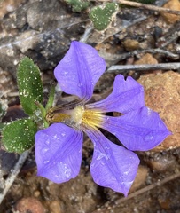 Scaevola calliptera