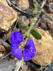 Scaevola calliptera