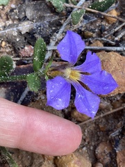 Scaevola calliptera