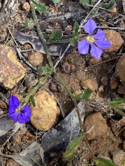 Scaevola calliptera