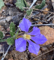 Scaevola calliptera