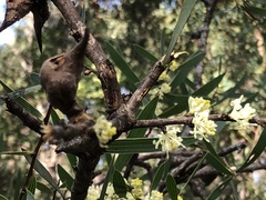 Hakea falcata