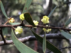 Hakea falcata