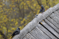 Columba livia domestica