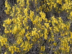 Acacia montana