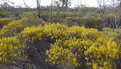 Acacia montana