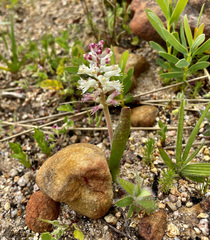 Lachenalia pallida