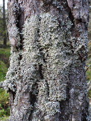 Hypogymnia farinacea