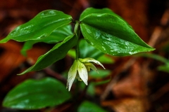 Disporum smilacinum