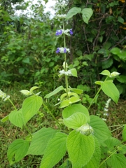Salvia leptostachys