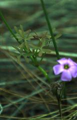 Oxalis livida altior