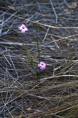 Oxalis livida altior