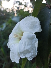 Ipomoea murucoides