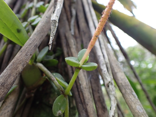 Peperomia cerea