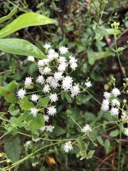 Ageratina jucunda