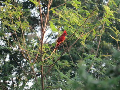Cardinalis cardinalis