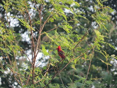 Cardinalis cardinalis