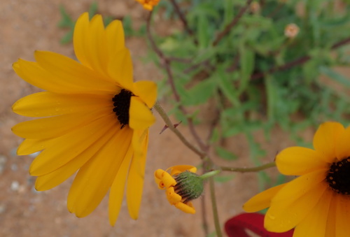 Image of Osteospermum hyoseroides by no rights reserved