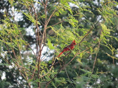 Cardinalis cardinalis