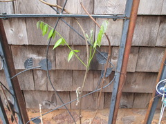 Wisteria frutescens