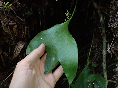Image of Cheiroglossa palmata by (c) Skjold Søndergaard, some rights reserved (CC BY)