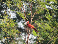 Cardinalis cardinalis