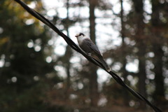 Perisoreus canadensis image