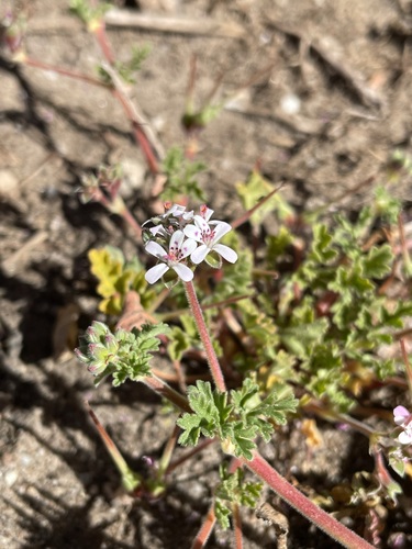 Pelargonium nanum