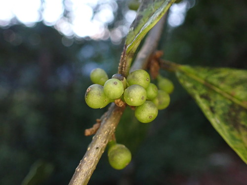 Cestrum conglomeratum (Cestrum conglomeratum)