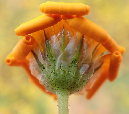 Image of Osteospermum hyoseroides by no rights reserved