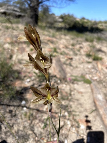 Image of Gladiolus hyalinus by (c) Matt Berger, some rights reserved (CC BY)