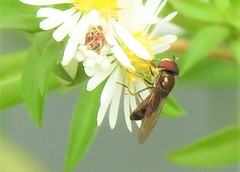 Platycheirus obscurus