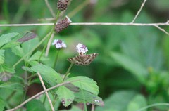 Hymenia perspectalis