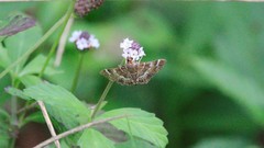 Hymenia perspectalis