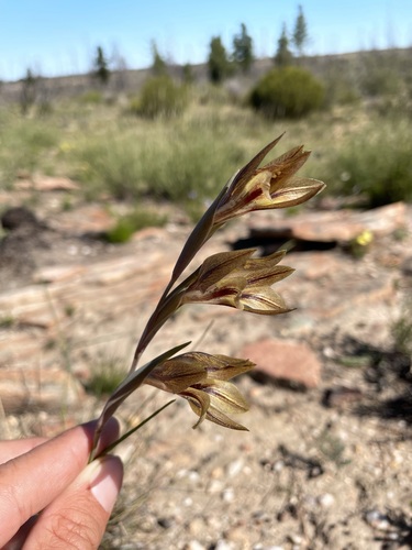Image of Gladiolus hyalinus by (c) Matt Berger, some rights reserved (CC BY)