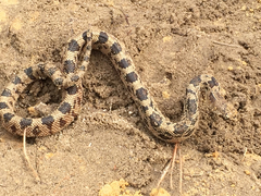 Pituophis melanoleucus melanoleucus
